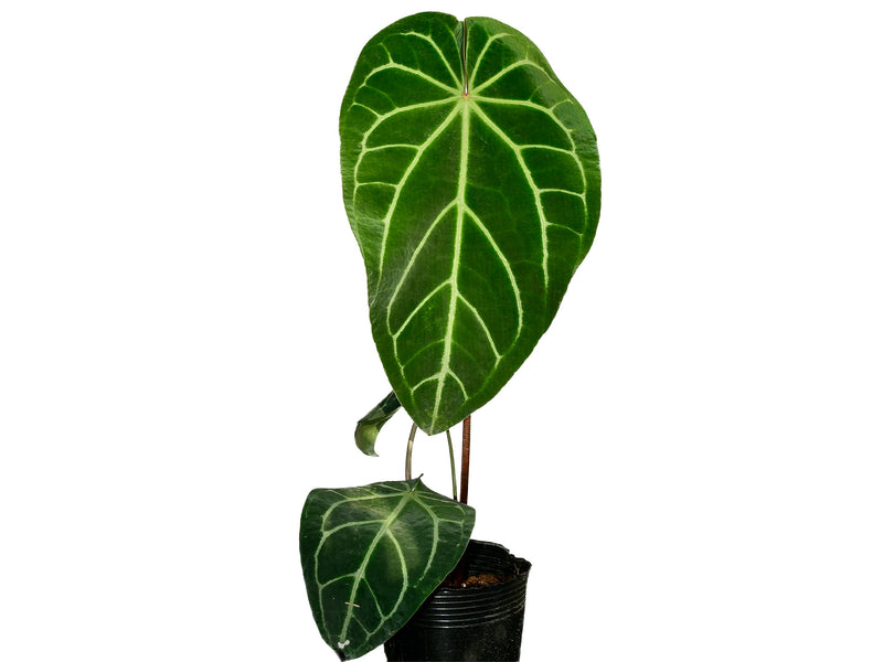 Anthurium Shuar Soul 'Inverse crossing'