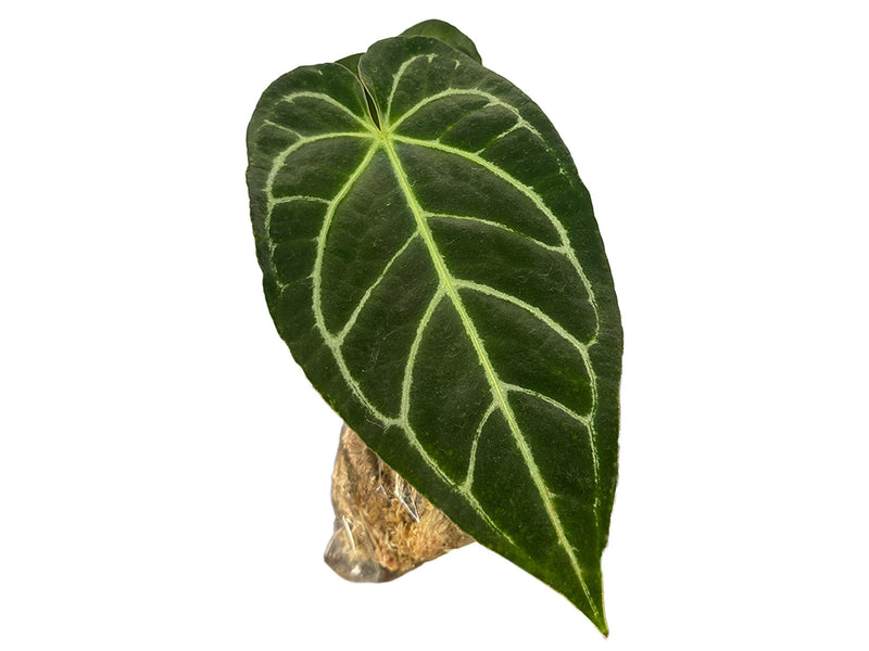 Anthurium Tingo Maria s