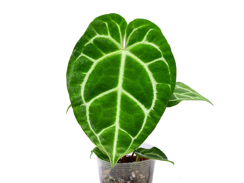 Anthurium Tingo Maria s