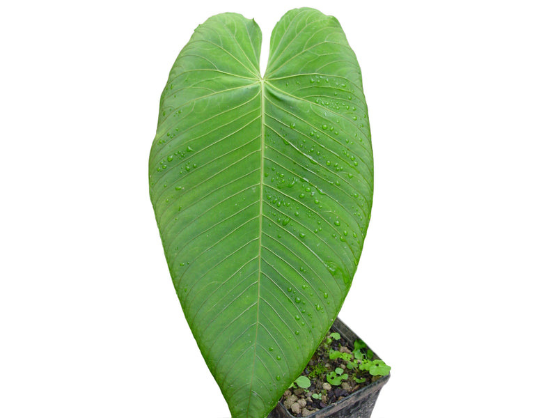 Anthurium angamarcanum