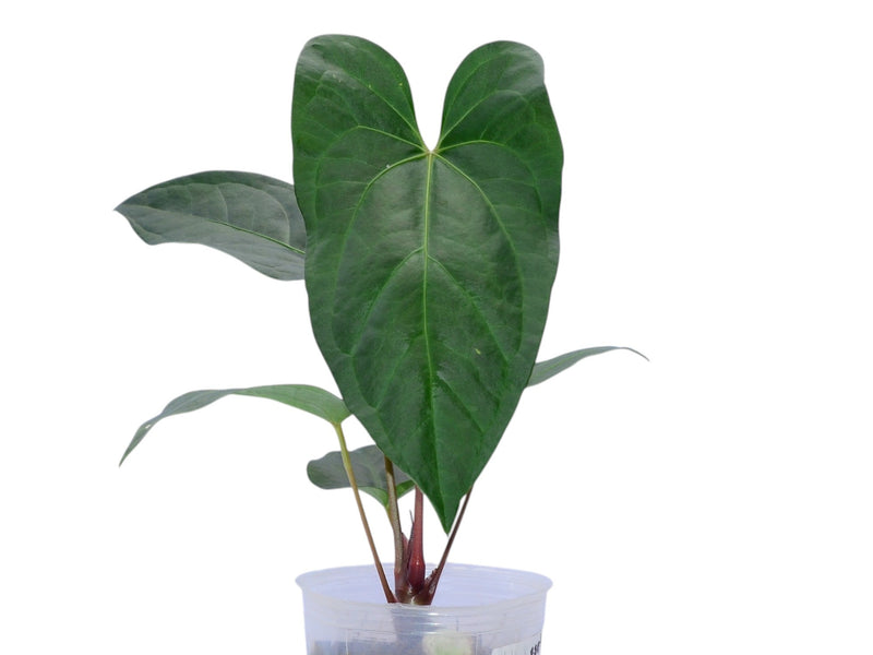 Anthurium besseae ‘Umbra' (seedling)