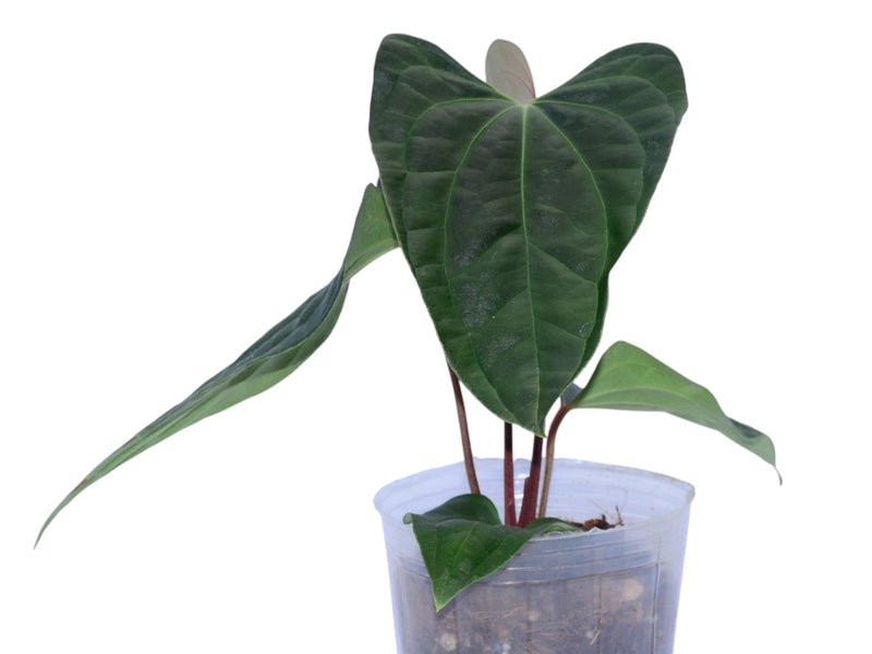 Anthurium besseae aff x Anthurium Sparkling River