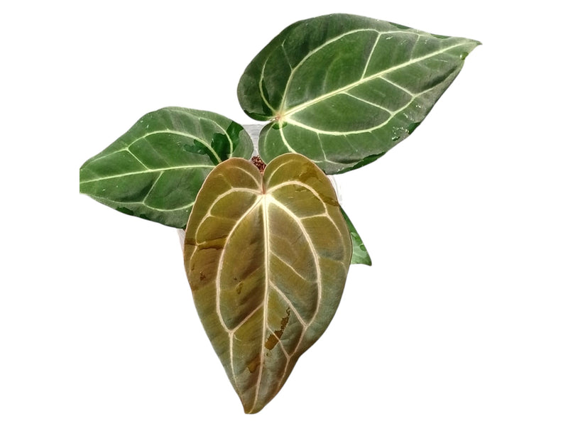 Anthurium carlablackiae x Anthurium besseae aff