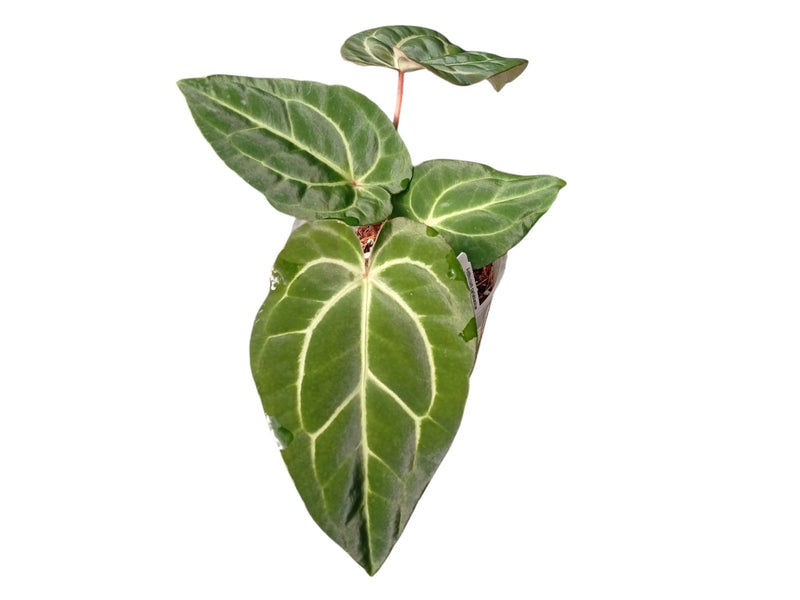 Anthurium carlablackiae x Anthurium besseae aff