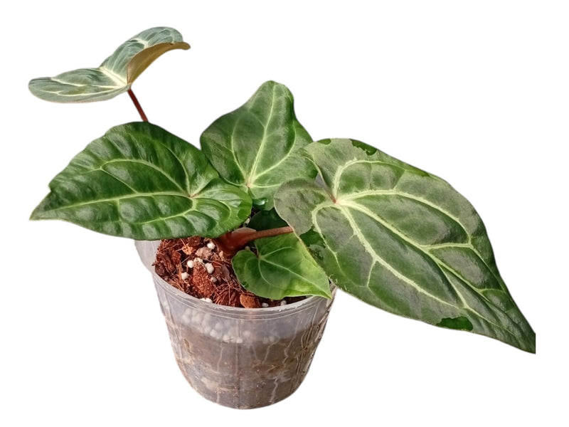 Anthurium carlablackiae x Anthurium besseae aff