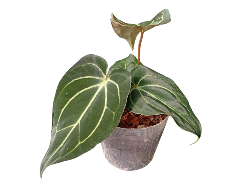 Anthurium carlablackiae x Anthurium besseae aff