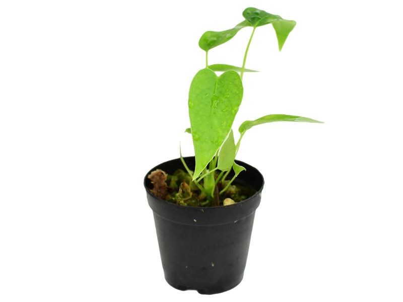 Anthurium cirinoi 'Velvet' XS (5,5cm Topf)