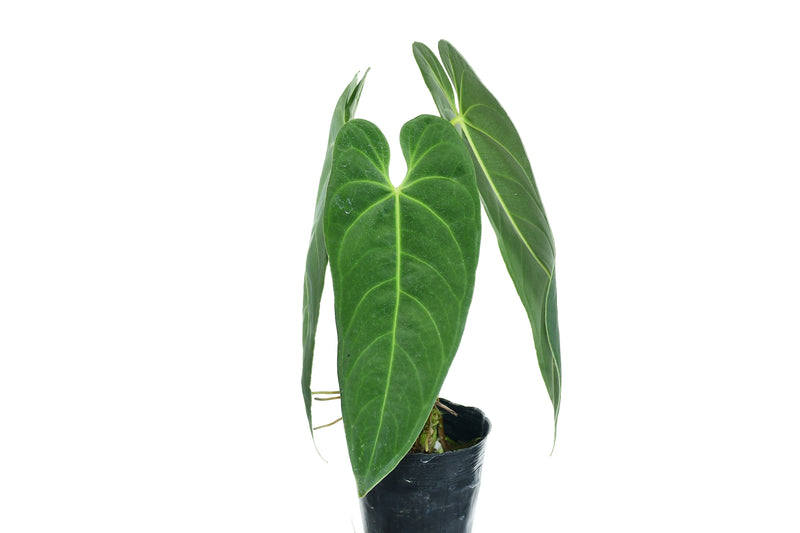 Anthurium cirinoi 'Velvet' XS (5,5cm Topf)