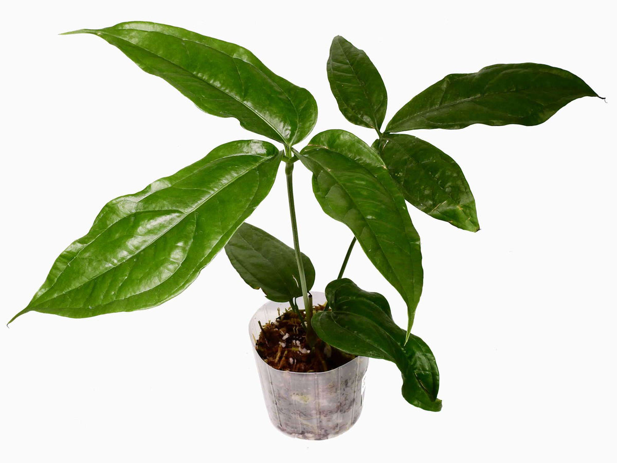 Anthurium clavigerum — Ecuagenera Europe GmbH