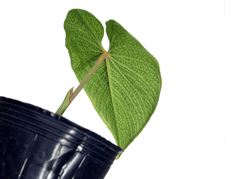 Anthurium corrugatum