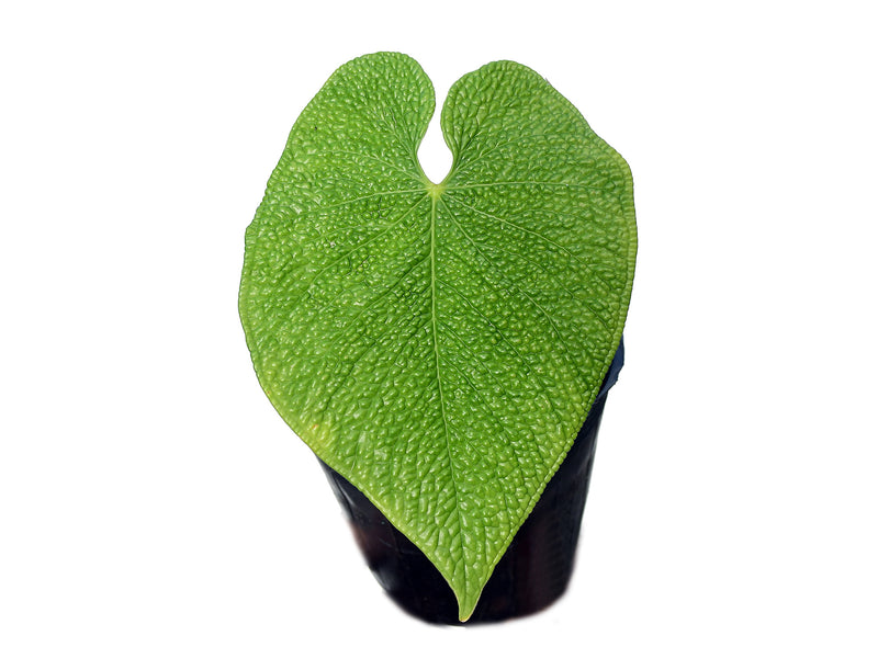 Anthurium corrugatum