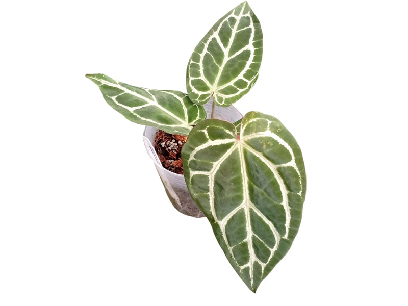 Anthurium crystallinum x Anthurium Ecuagenera Jewel
