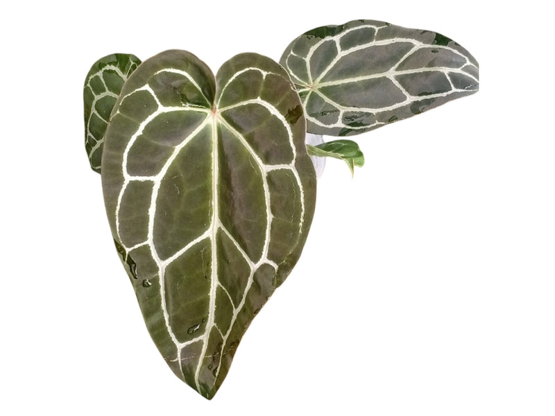 Anthurium crystallinum x Anthurium Ecuagenera Jewel