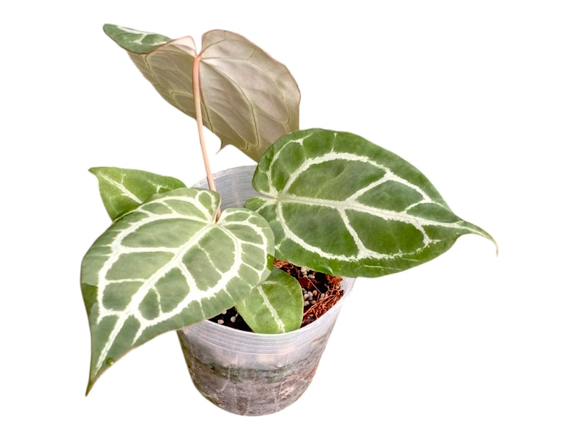Anthurium crystallinum x Anthurium Ecuagenera Jewel