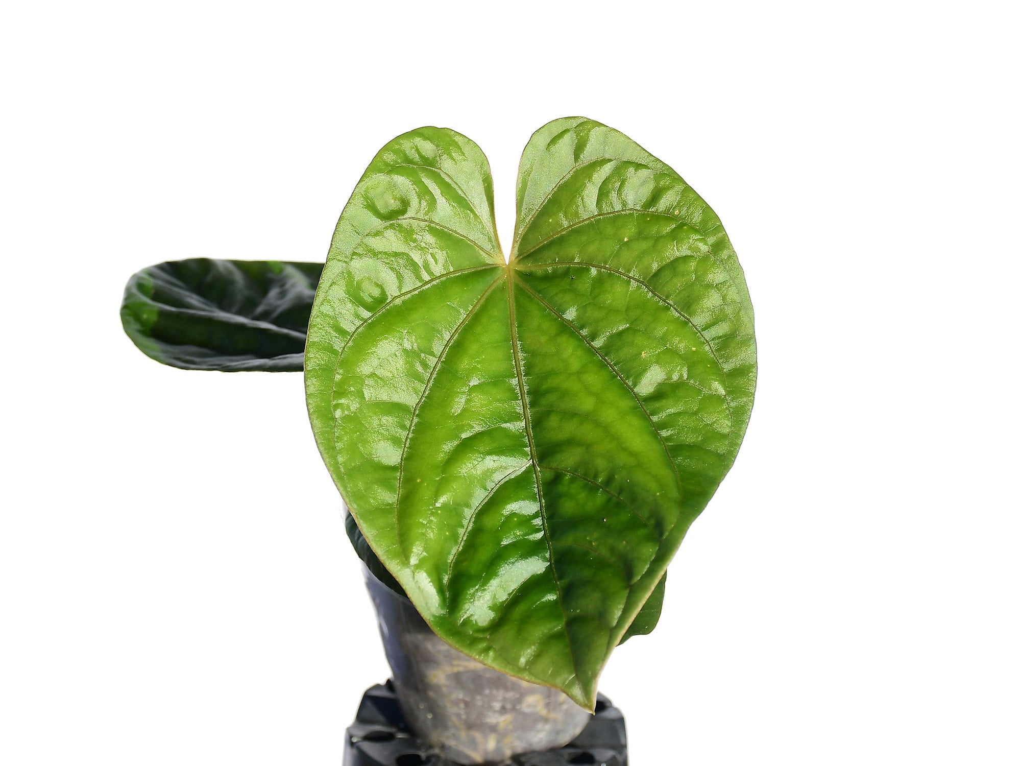 Anthurium debile — Ecuagenera Europe GmbH