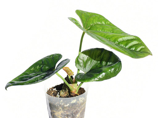 anthurium debile Anthurium debile — Ecuagenera Europe GmbH
