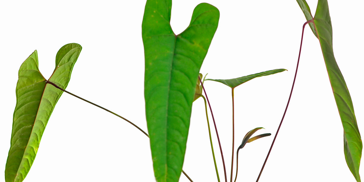 Anthurium flavolineatum  Ecuagenera Europe GmbH