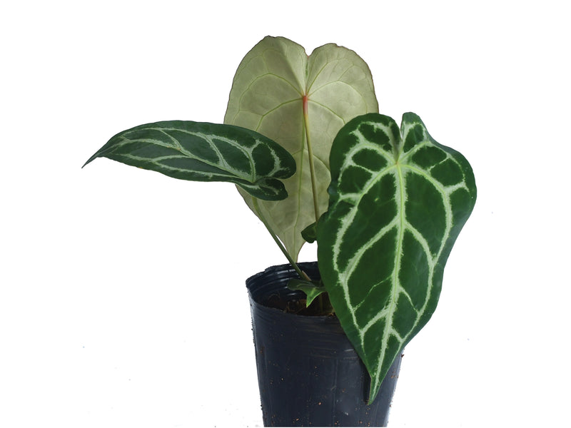 Anthurium Blushed Forget