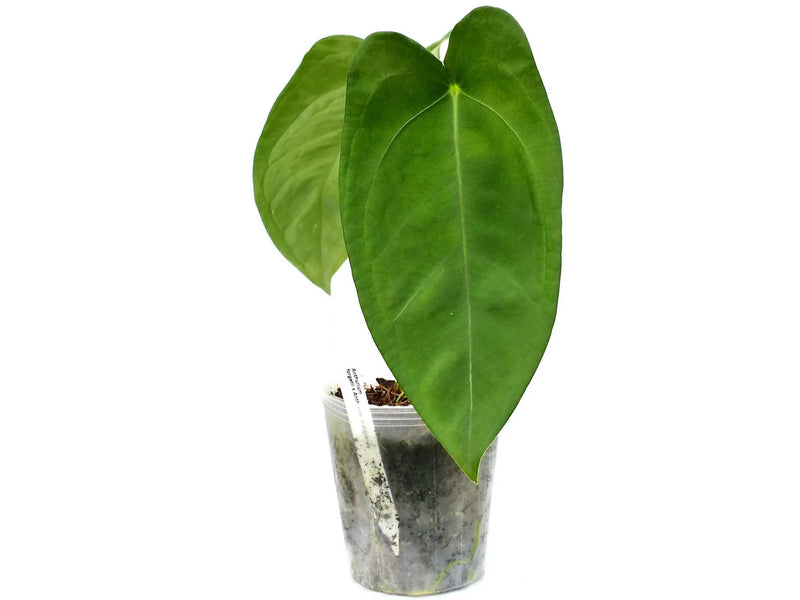 Anthurium Wonder (seedling)