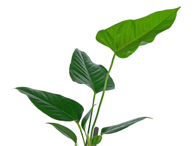 Anthurium insigne 'Gigante'