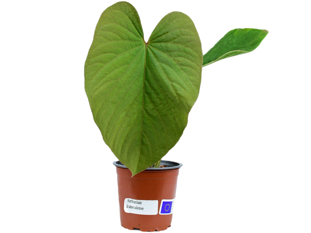 Anthurium kunayalense — Ecuagenera Europe GmbH
