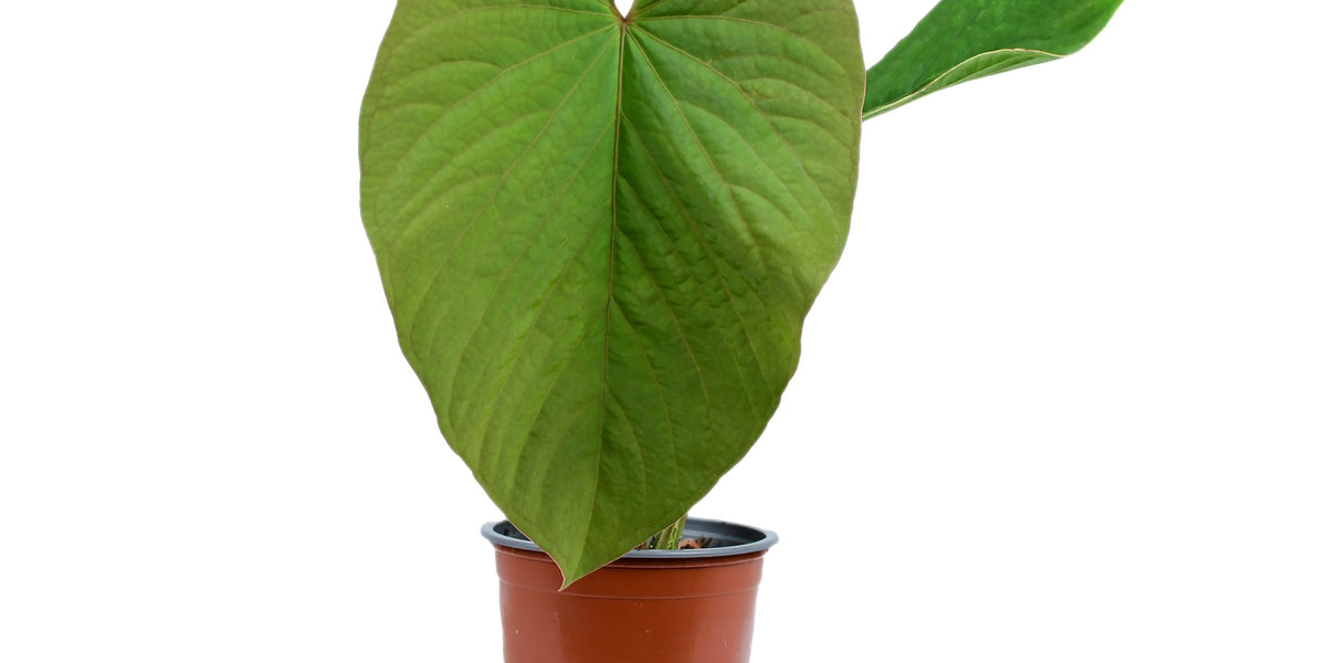Anthurium kunayalense — Ecuagenera Europe GmbH