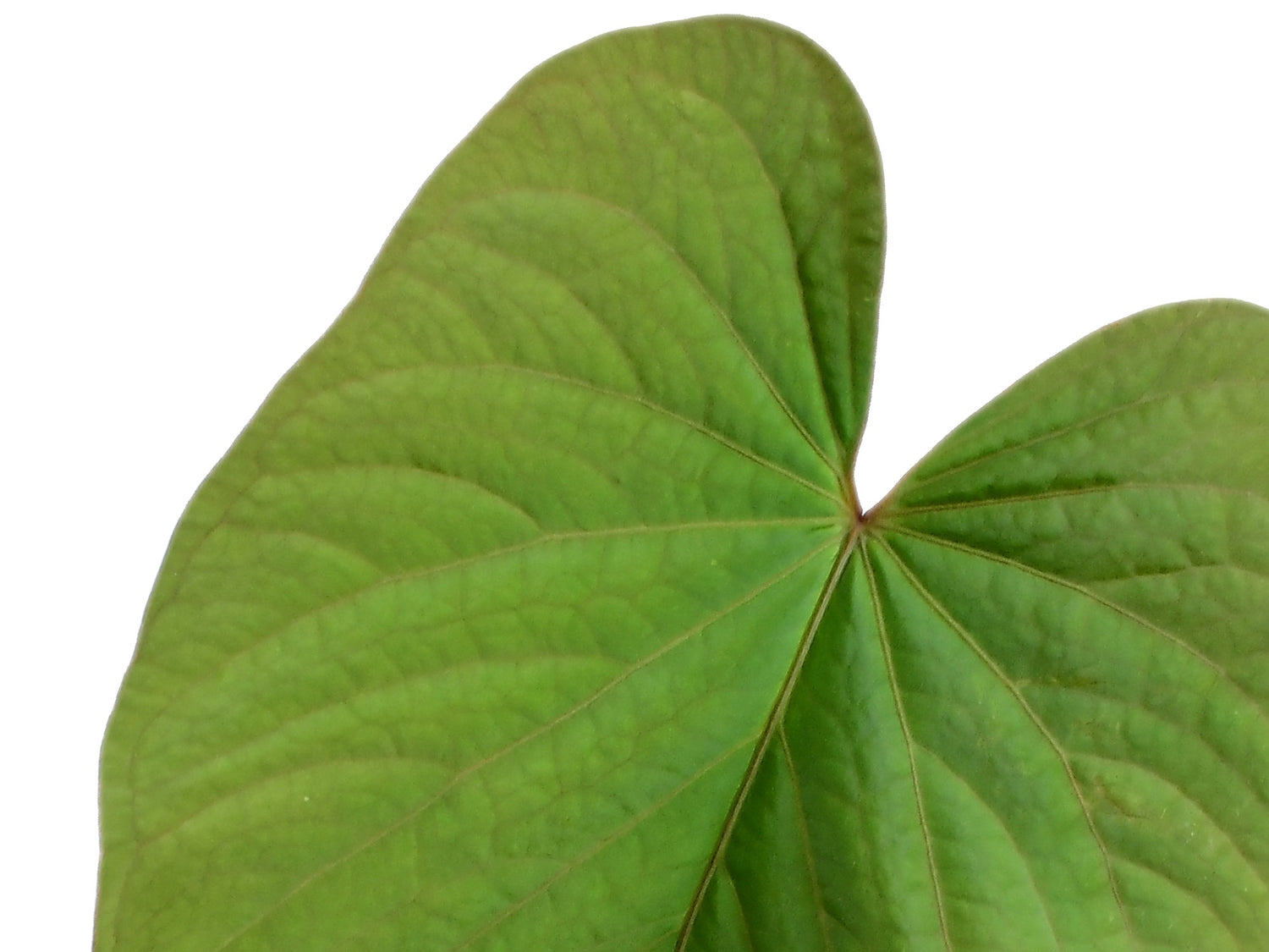 Anthurium kunayalense