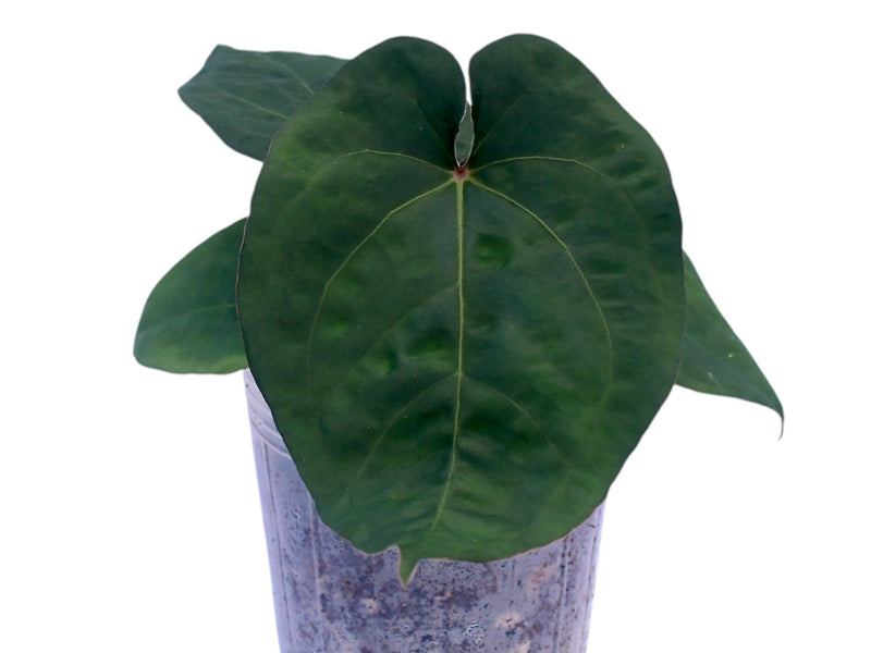 Anthurium kunayalense x Anthurium Capibara