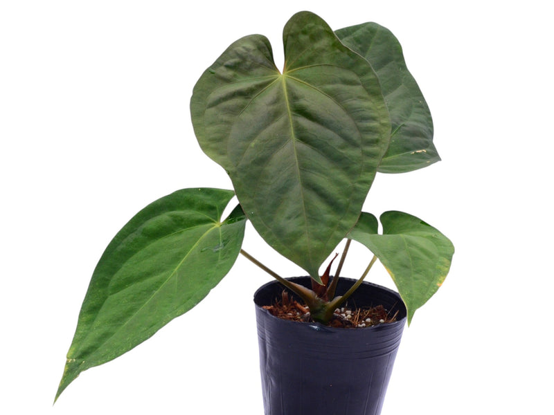 Anthurium kunayalense x Anthurium papililaminum inverse crossing