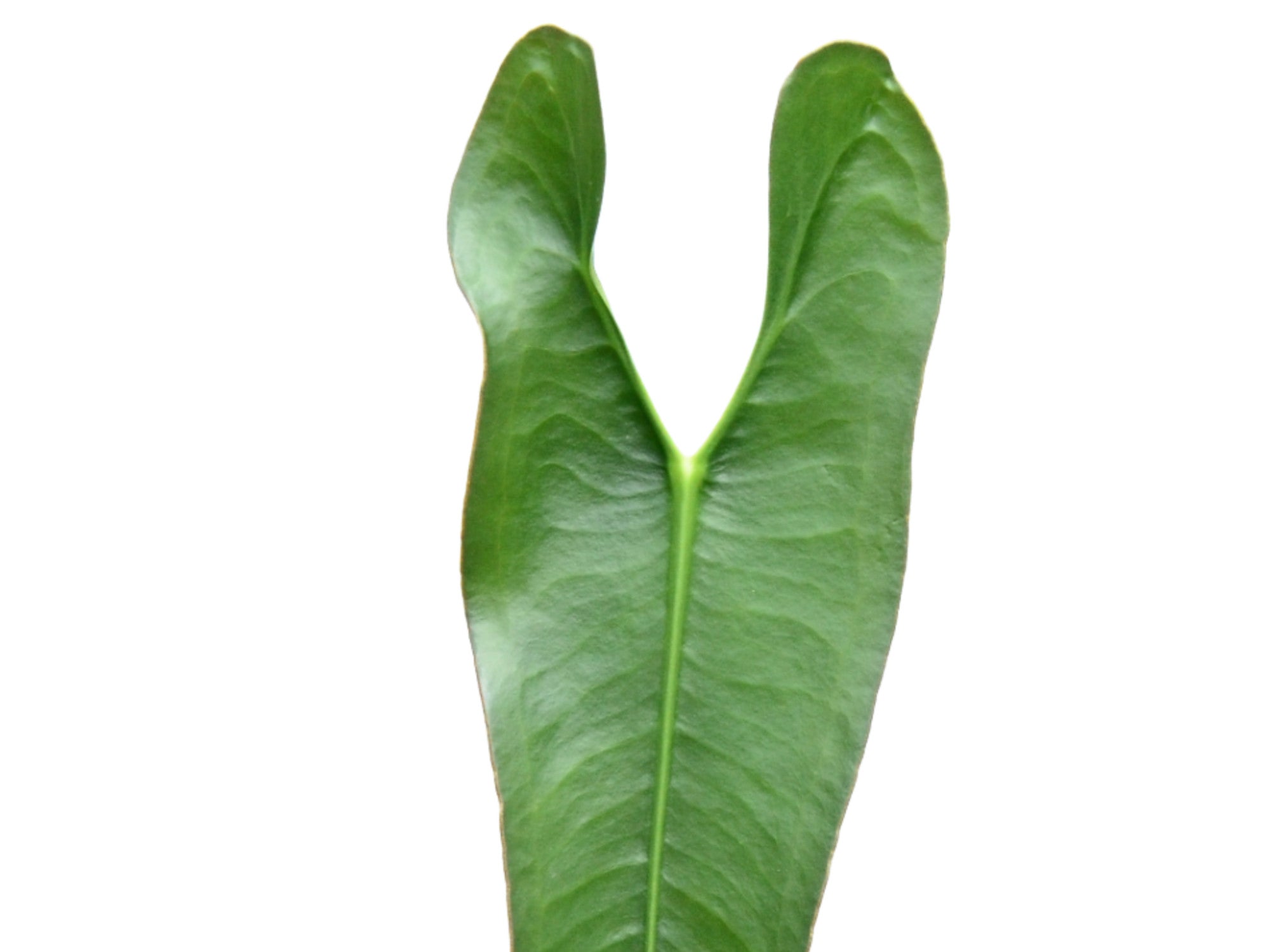 anthurium longissimilobum Anthurium longissimilobum — Ecuagenera Europe GmbH