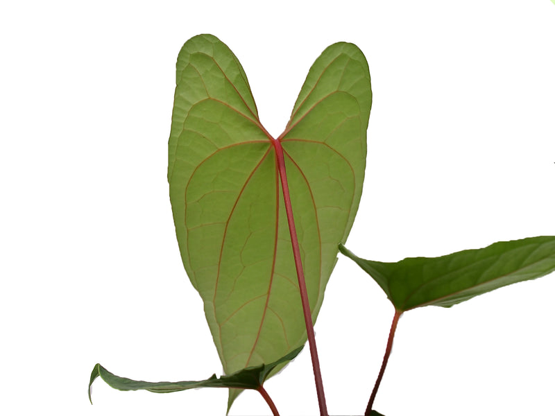 Anthurium Velvet Eclipse