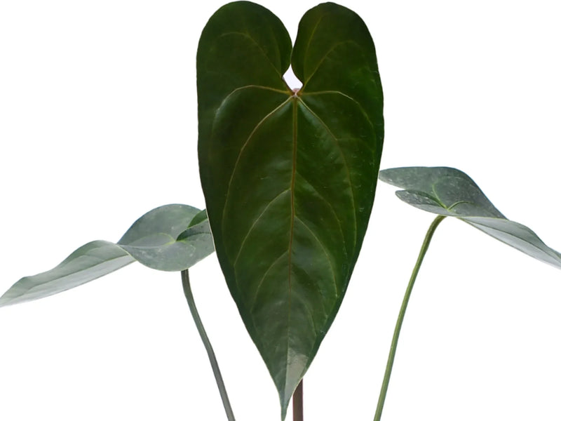 Anthurium Sylva Nova