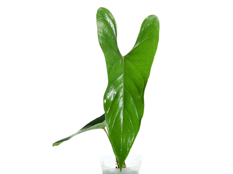 Anthurium nigrolaminum 'Gigi'
