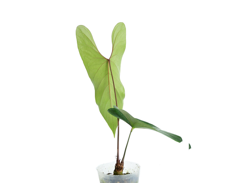 Anthurium nigrolaminum 'Gigi'