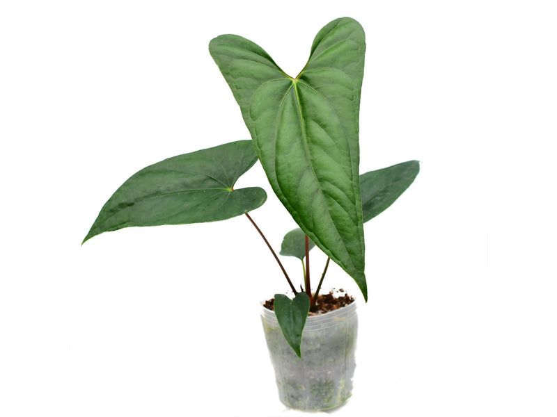 Anthurium nigrolaminum 'Gigi' x nigrolaminum