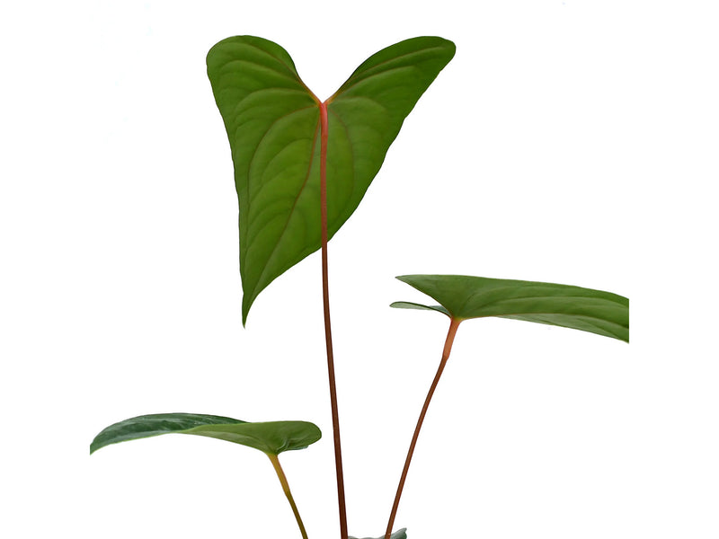 Anthurium nigrolaminum 'Gigi' x nigrolaminum