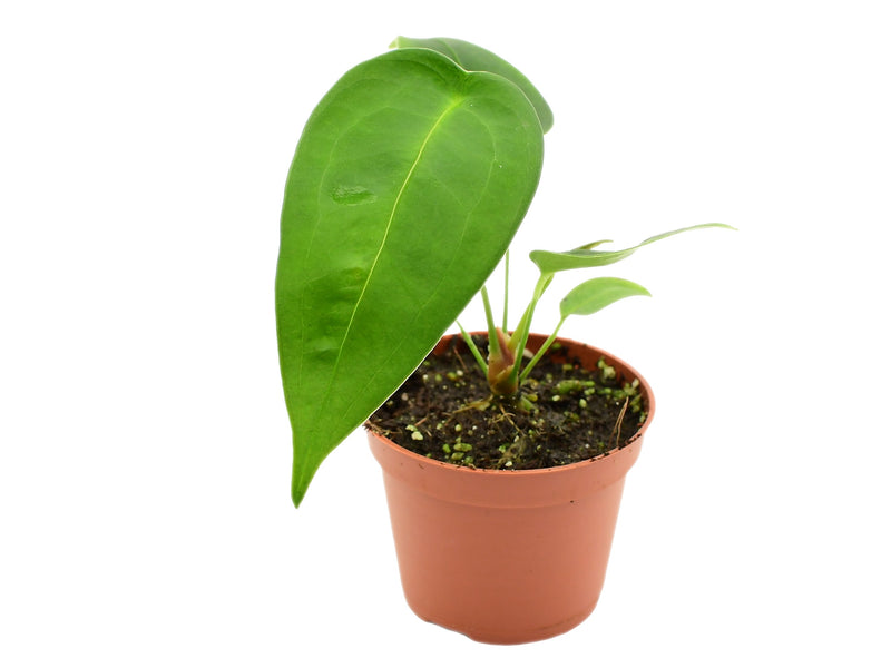Anthurium peltigerum (5,5 cm Topf)