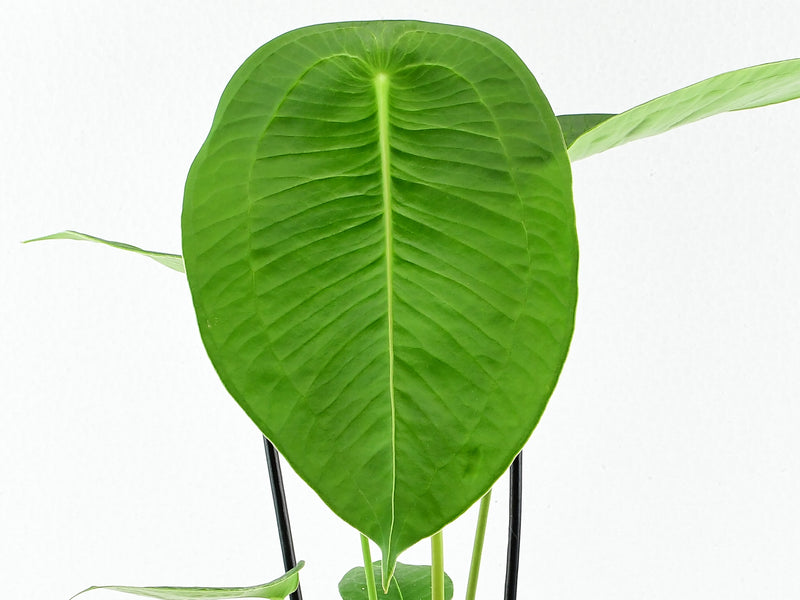 Anthurium peltigerum