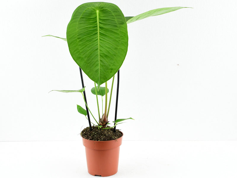Anthurium peltigerum