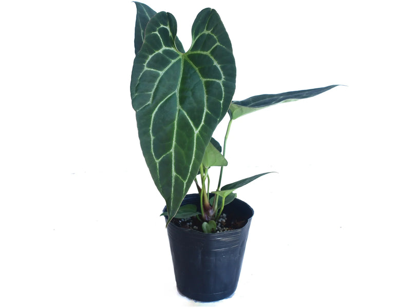 Anthurium pinkleyi Hibrido x Anth. crystallinum (seedling)