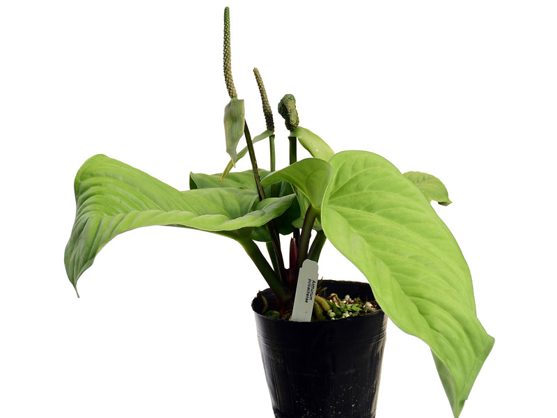 anthurium pulcachense Anthurium pulcachense — Ecuagenera Europe GmbH