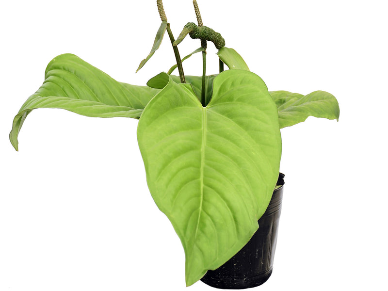 Anthurium pulcachense