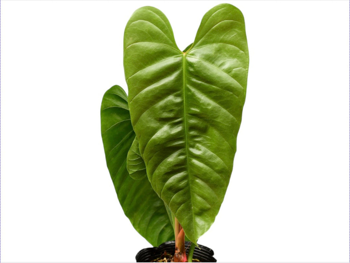 Anthurium