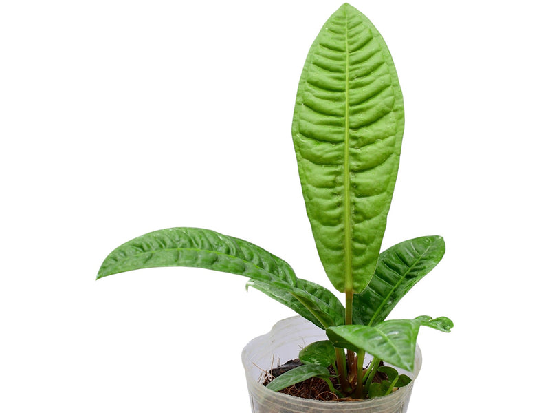 Anthurium reflexinervium (seedling)
