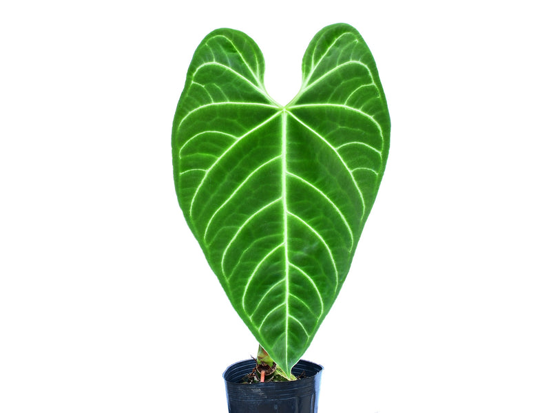 Anthurium regale