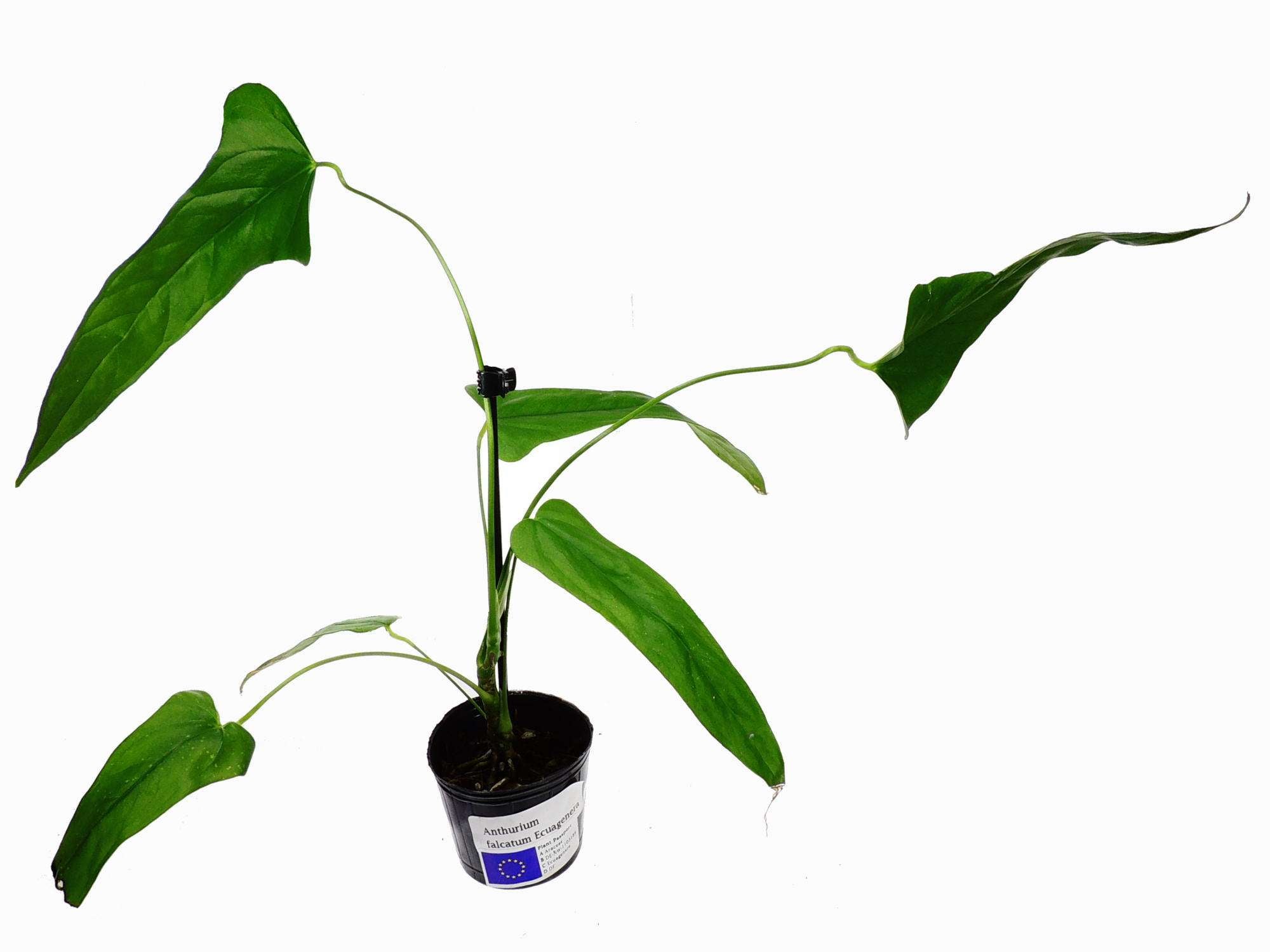 Anthurium rimbachii (syn.: falcatum) 'Ecuagenera'  Ecuagenera Europe GmbH