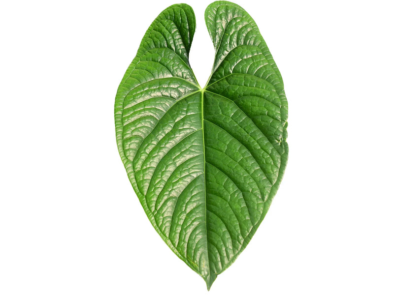 Anthurium (sagittatum 'Esmeralda' x luxurians)