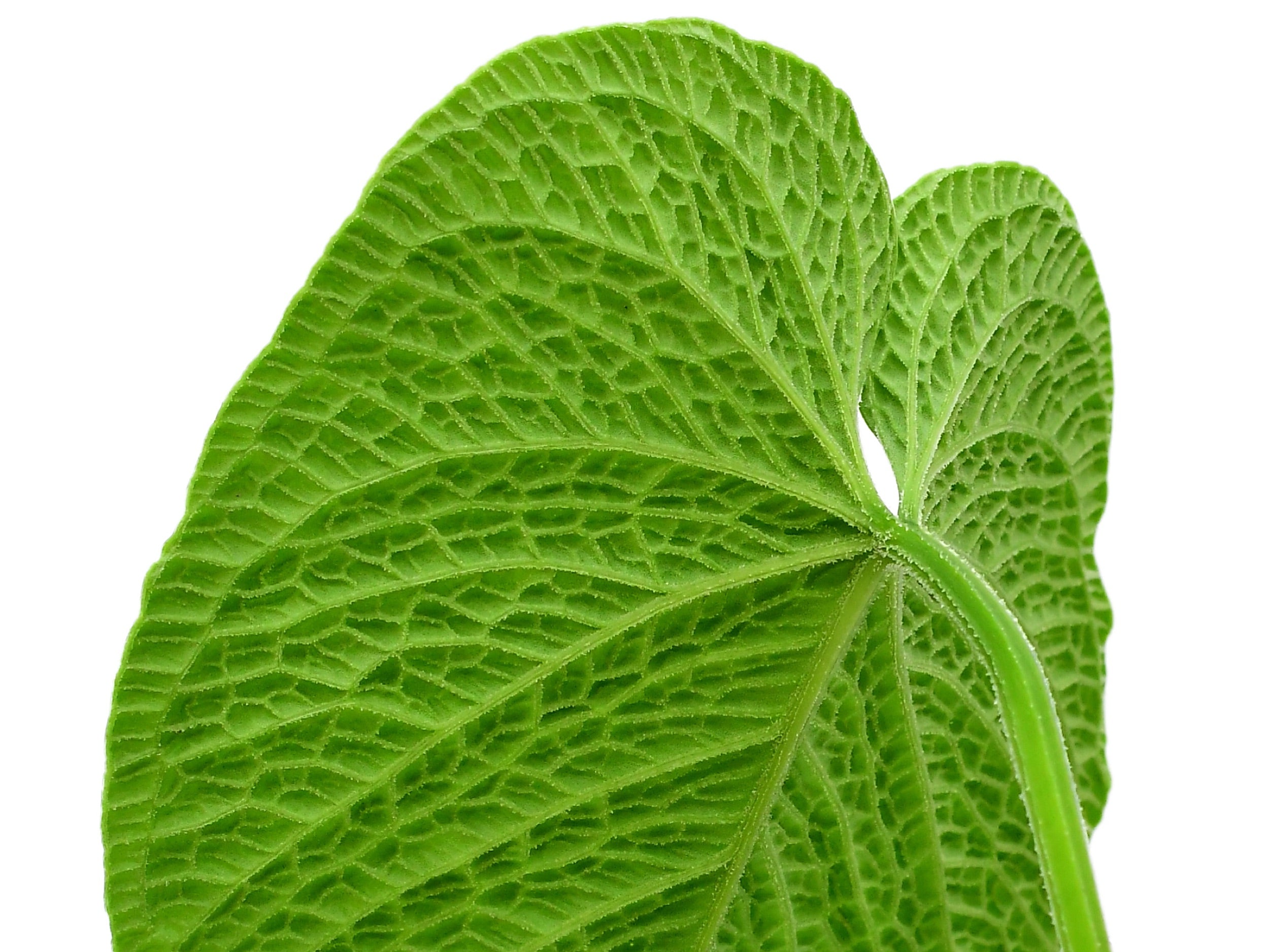 anthurium splendidum 3 Anthurium splendidum — Ecuagenera Europe GmbH