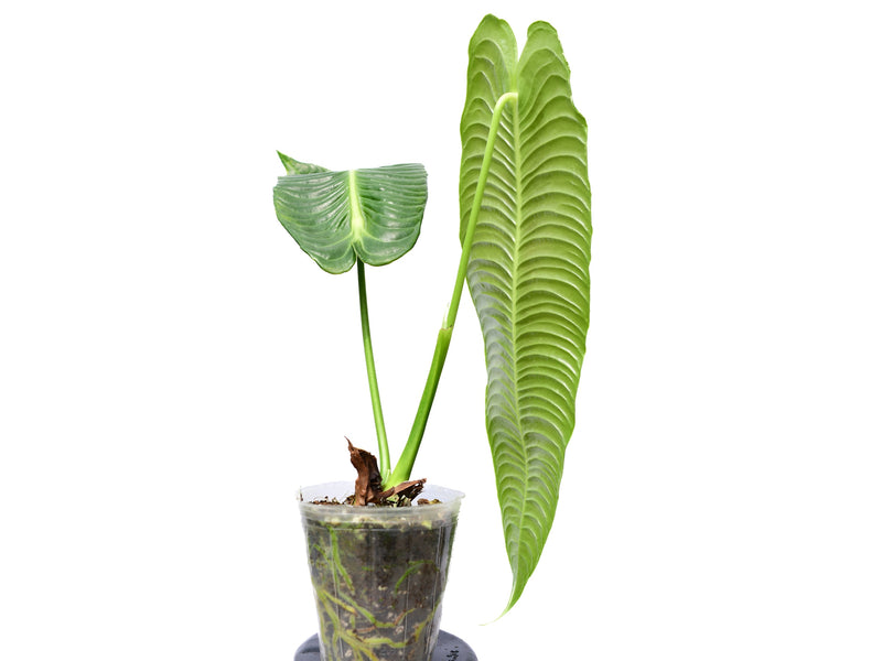 Anthurium veitchii