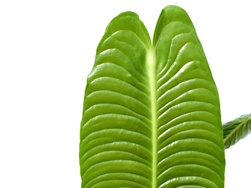 Anthurium veitchii